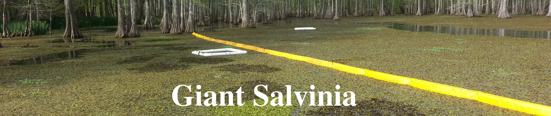 Giant Salvinia banner.jpg thumbnail